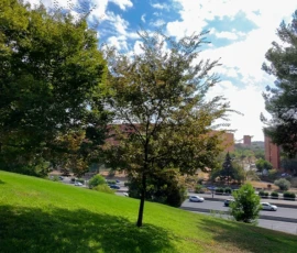 Parque Roma - closeup