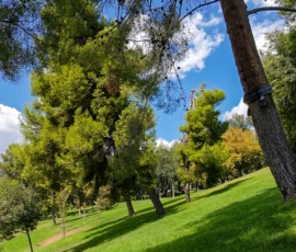 Parque Roma - closeup